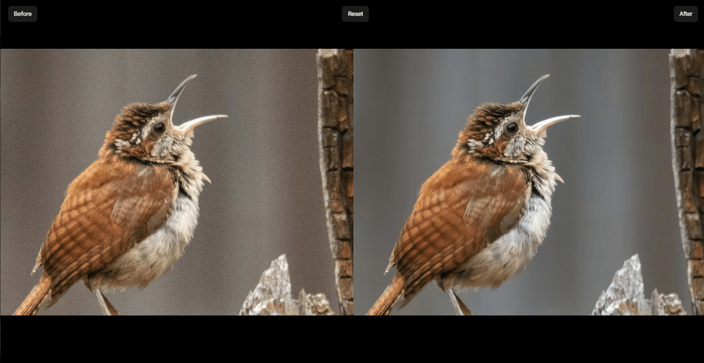 Side-by-side comparison interface showing a "Before" image of a small bird on a tree trunk with heavy digital noise and blur next to a smooth, sharp "After" photo enhancement.